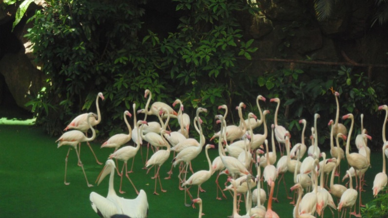 The Photogenic Flamingoes