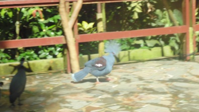 The Crowned Pigeon