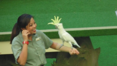 Sassy, the Sulphur Crested Cockatoo